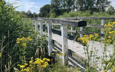 Een ontspannende lunchwandeling tijdens de vergadering